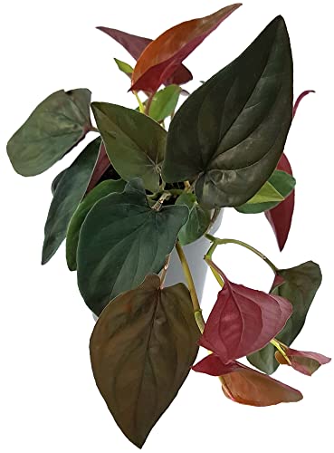 Fangblatt - Syngonium Erythrophyllum 'Red Arrow' - Purpurtute im Ø 12 cm Topf, ca. ↑ 15 cm - pflegeleichte Zimmerpflanze von Fangblatt