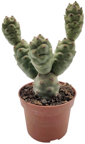 Fangblatt - Tephrocactus articulatus - seltener Kaktus - pflegeleichte Zimmerpflanze von Fangblatt
