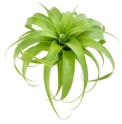 Fangblatt - Tillandsia fasciculata "Samantha" - große Bromelie mit Ø 25 cm - exotische Aufsitzpflanze Fangblatt - Tillandsia fasciculata "Samantha" - große Bromelie mit Ø 25 cm - exotische Aufsitzpflanze von Fangblatt