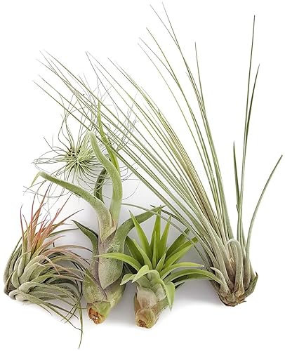 Fangblatt - Tillandsien Mix Set - 5 Stück Luftpflanzen verschiedener Arten - komplettes Set der Bromeliengewächse von Fangblatt