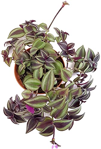 Fangblatt - Tradescantia zebrina - Zebrablatt im Ø 12 cm Topf - pflegeleichte Zimmerpflanze zum Hängen von Fangblatt