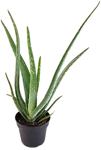 Fangblatt - echte Aloe Vera Pflanze mit Biosiegel - die Heilpflanze für Sonnenbrand und Entzündungen - pflegeleichte und dekorative Sukkulente/Zimmerpflanze von Fangblatt
