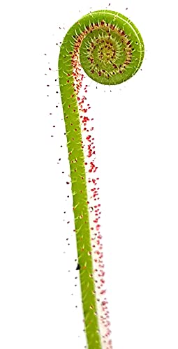Fangblatt - fadenförmiger Sonnentau - Drosera Filiformis - fleischfressende Pflanze für Ihr Zuhause von Fangblatt
