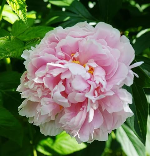 Fangblatt - gefüllte Pfingstrose - Paeonia lactiflora ‘Sarah Bernhardt’ - exotische Staude für den Garten von Fangblatt