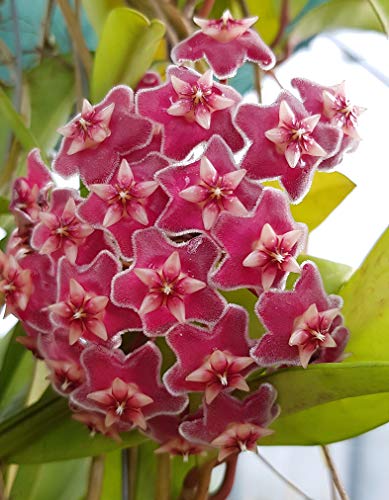 Hoya pubicalyx - wunderschöne hängende Zimmerpflanze ebenso Wachsblume oder Porzellanblume genannt - pflegeleichte Pflanze für das Wohnzimmer mit fantastischen Blüten von Fangblatt