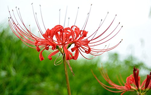 Lycoris radiata - rote Spinnenlilie - zauberhafte Blumenzwiebel perfekt für Ihre Wohnung - Amaryllisgewächs von Fangblatt