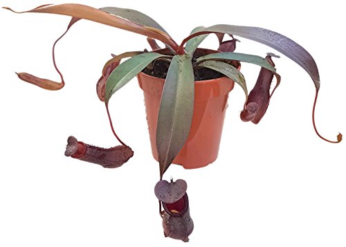 Nepenthes"Rebecca Soper" - rotblättrige sehr schöne Kannenpflanze - faszinierende fleischfressende Pflanze, welche als Einsteiger Karnivore geeignet ist von Fangblatt