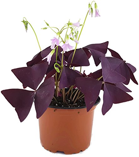 Oxalis triangularis"Mijke" - essbarer Purpur Klee - mit der typischen lila/violetten Kleeblättern - das robuste Trendgewächs 2018 von Fangblatt