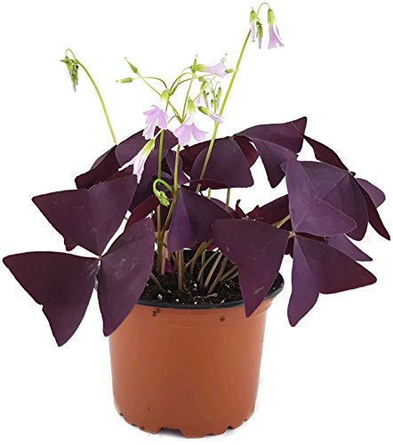 Oxalis triangularis"Mijke" - essbarer Purpur Klee - mit der typischen lila/violetten Kleeblättern - das robuste Trendgewächs 2018 Oxalis triangularis"Mijke" - essbarer Purpur Klee - mit der typischen lila/violetten Kleeblättern - das robuste Trendgewächs 2018 von Fangblatt
