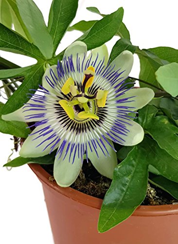 Passiflora caerulea - Passionsblume mit blau-weißen Blüten - fantastische dauer blühende Pflanze für Terrasse, Balkon und Garten von Fangblatt