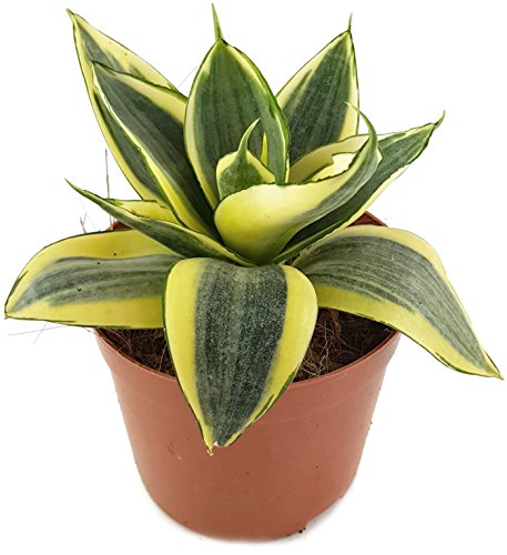 Sansevieria trifasciata 'Golden Hahnii', Zwergsorte des bekannten Bogenhanf - sehr schöne Sukkulente/Sanseverie - dekoratives Dickblatt - pflegeleichte Zimmerpflanze von Fangblatt