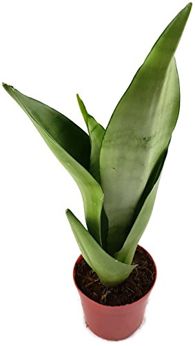 Sansevieria trifasciata"Moonshine", silberner Bogenhanf - sehr schöne Sukkulente/Sanseverie - dekoratives Dickblatt - pflegeleichte Zimmerpflanze von Fangblatt