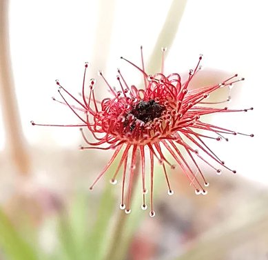 Sonnentau aus Australien - Drosera Paradoxa - aufregende Fleischfressende Pflanze von Fangblatt von Fangblatt