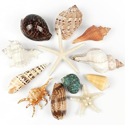 Groß Muscheln Bulk Muscheln 12 Arten Natur Strand Muscheln zum Dekorieren Handwerk, große Muscheln Dekor für Anzeige Fisch Schüssel Füllstoffe Strand Ocean Nautical Party Dekoration von Fangoo