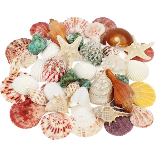 Fangoo 15 Arten Meeresmuscheln und Seesterne Gemischte Strand Muscheln zum Basteln Ozean Turbo Muscheln für Vase Füllstoffe,Strand Thema Party Hochzeit Dekor,DIY Kunsthandwerk,Kerze Herstellung Fangoo 15 Arten Meeresmuscheln und Seesterne Gemischte Strand Muscheln zum Basteln Ozean Turbo Muscheln für Vase Füllstoffe,Strand Thema Party Hochzeit Dekor,DIY Kunsthandwerk,Kerze Herstellung von Fangoo