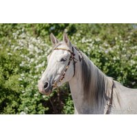 Ab 85 Euro Zaumzeug "Gipsy", Größe S | Pony/Araber von FantasticRope