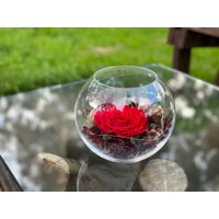 Rosenglässchen "Red Beauty " Infinity Konservierte Rose Stabilisiert Muttertag von Farbvielfalt