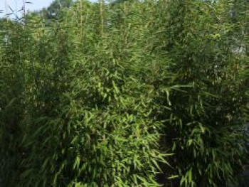 Säulenbambus Well Born ® Bamboo Africa 'Maasai' ®, 80-100 cm, Fargesia Well Born ® Bamboo Africa 'Maasai' ®, Containerware von Fargesia Well Born ® Bamboo Africa 'Maasai' ®