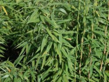 Bambus / Chinarohrgras / Muriels Schirmbambus, 40-60 cm, Fargesia murieliae, Containerware von Fargesia murieliae