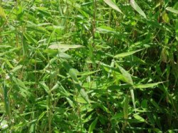 Gartenbambus 'Panda', 80-100 cm, Fargesia murieliae 'Panda', Containerware Gartenbambus 'Panda', 80-100 cm, Fargesia murieliae 'Panda', Containerware von Fargesia murieliae 'Panda'