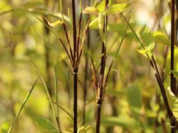 Fontänen-Schirmbambus 'Black Pearl', 60-80 cm, Fargesia nitida 'Black Pearl', Containerware Fontänen-Schirmbambus 'Black Pearl', 60-80 cm, Fargesia nitida 'Black Pearl', Containerware von Fargesia nitida 'Black Pearl'