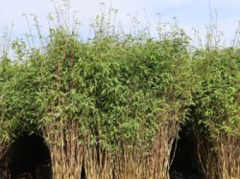 Bambus 'Great Wall', 80-100 cm, Fargesia nitida 'Great Wall', Containerware Bambus 'Great Wall', 80-100 cm, Fargesia nitida 'Great Wall', Containerware von Fargesia nitida 'Great Wall'