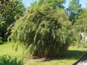 Bambus 'Jiuzhaigou 1', 100-125 cm, Fargesia  nitida 'Jiuzhaigou 1', Containerware von Fargesia  nitida 'Jiuzhaigou 1'