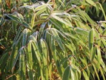 Bambus 'Asian Wonder', 40-60 cm, Fargesia scabrida 'Asian Wonder', Containerware Bambus 'Asian Wonder', 40-60 cm, Fargesia scabrida 'Asian Wonder', Containerware von Fargesia scabrida 'Asian Wonder'