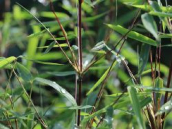 Bambus 'Jiuzhaigou Genf' ® / 'Geneve' / 'Red Dragon', 80-100 cm, Fargesia species (nitida) 'Jiuzhaigou Genf' ®, Containerware von Fargesia species (nitida) 'Jiuzhaigou Genf' ®