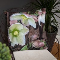 Basic Kissen Mit Original Fotografie Von Farmerchar Hellebores Im Frühling von FarmerCharSdesignS