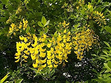 Farmerly 10 Golden Chain Tree Goldenchain Laburnum Anagyroids Seeds von Farmerly