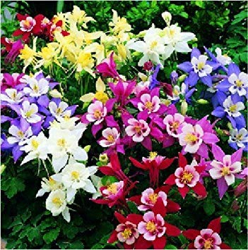 Farmerly 100 Samen/Pack, Mix Columbine Aquilegia Viridiflora Shade Perennial Blumen-Samen von Farmerly