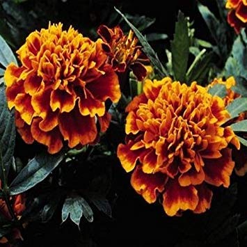 Farmerly 50 Seeds - Marigold Champion Flame Flower Seeds (Tagetes Patula) von Farmerly