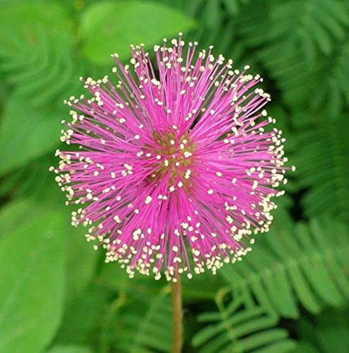 Farmerly 50 Sensitive Plant Seeds Mimosa Pudica Fun Easy Grow von Farmerly