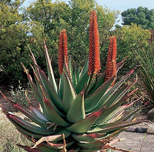 Farmerly Aloe Ferox Kaktus Sukkulenten 5 Samen ~ rote glänzende Blätter Samen ~ Red Aloe Baum von Farmerly