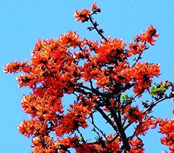Farmerly Butea Monosperma (Frondosa) Flame of The Forest Tree for Growing - 12 Seeds von Farmerly
