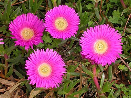 Farmerly Carpobrotus Rossii Rare Mesembryanthemum Exotic Succulent Mesembs Seed 20 Seeds von Farmerly
