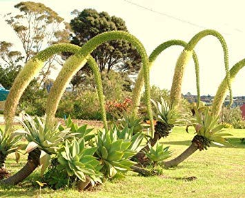 Farmerly Erbstück Agave Attenuata Spineless Agaven Sukkulente Samen Seltene Aloe Gardens 15 Samen von Farmerly