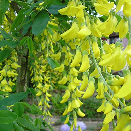 Farmerly Golden Chain Tree Laburnum Anagyroides - 15+ Seeds von Farmerly