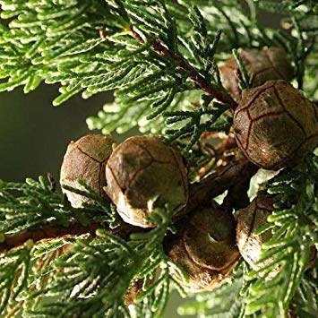 Farmerly Monterey Cypress Tree Seeds (Cupressus macrocarpa) 25 + Seeds von Farmerly