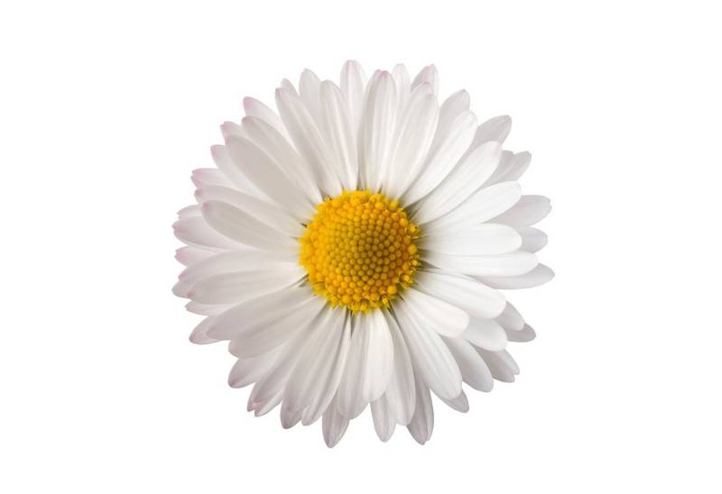Fasana Papierserviette 20 Servietten Daisy 33x33cm, (20 St) von Fasana