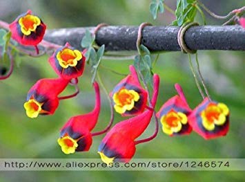 Fash Lady Â Gartenpflanze 10 stücke Frische Bunte Tropaeolum majus Kapuzinerkäse Samen Einfache Pflanzen hängenden Pflanzen von Fash Lady