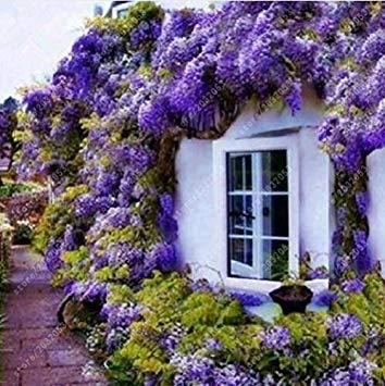 Fash Lady Glyzinien samen bonsai blumensamen wisteria baum pflanze mehrjährige blumen klettern wachstum für hausgarten 10 teile/beutel von Fash Lady