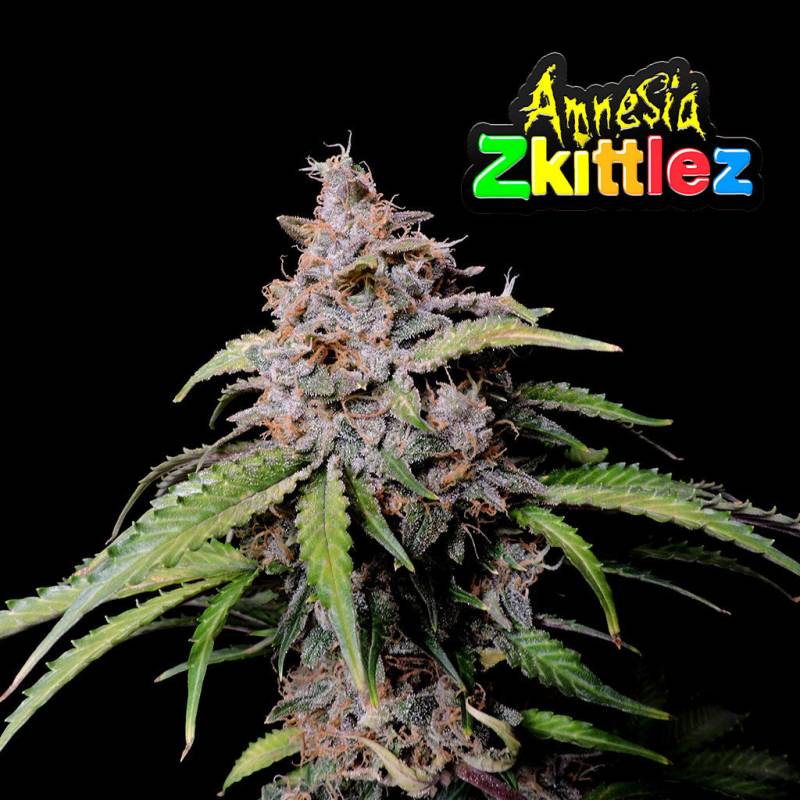 Amnesia Zkittlez von Fast Buds