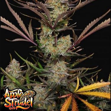 Apple Strudel von Fast Buds