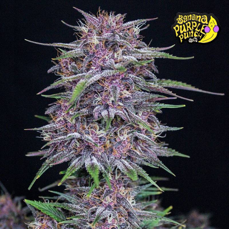 Banana Purple Punch Auto 5 Stück von Fast Buds