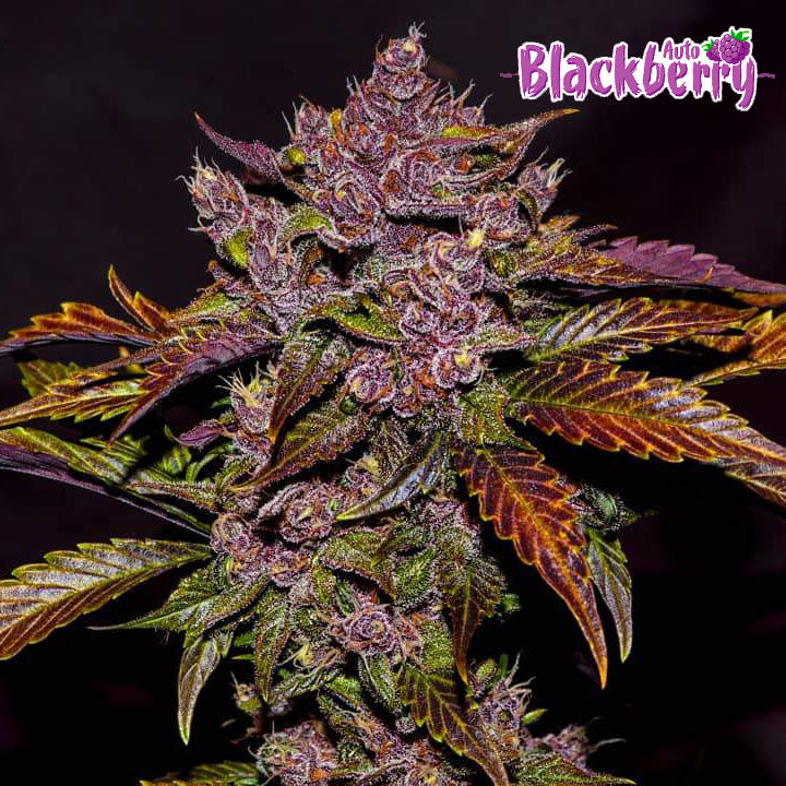 Blackberry Auto 5 Stück von Fast Buds