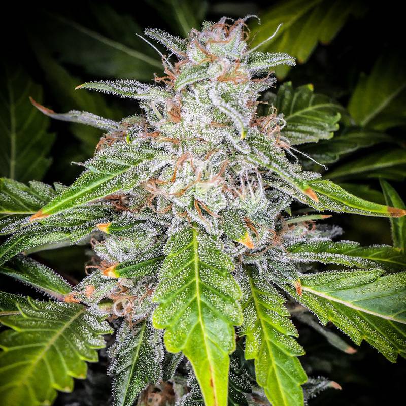 Blue Dream Auto 5 Stück von Fast Buds