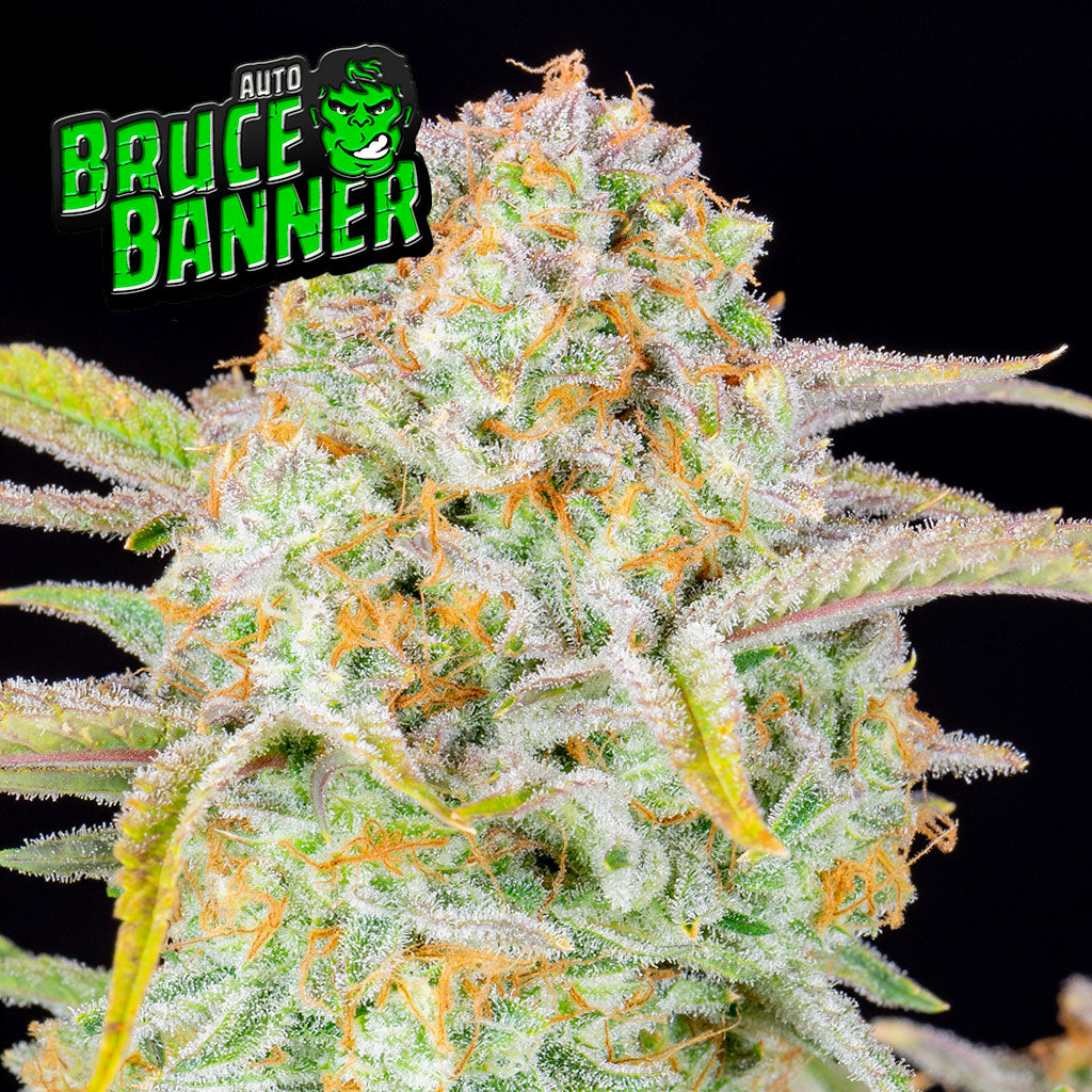 Bruce Banner (Fast Buds) von Fast Buds