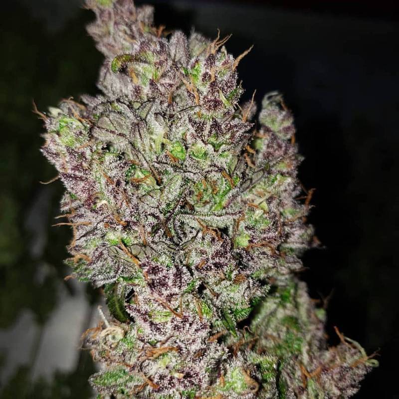 C4 Auto 5 Stück von Fast Buds